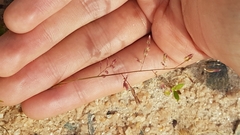 Eragrostis unioloides