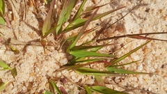 Eragrostis unioloides