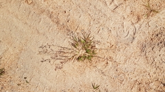 Eragrostis unioloides