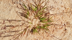 Eragrostis unioloides