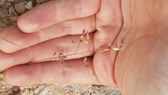 Eragrostis unioloides