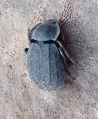 Asida curvatipennis