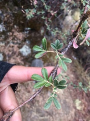 Polylepis