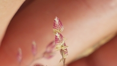 Eragrostis unioloides