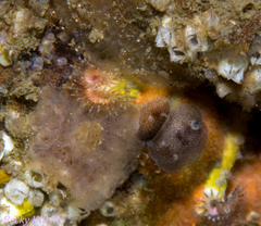 Atalodoris pusilla