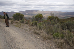 Lessertia frutescens