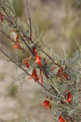 Lessertia frutescens