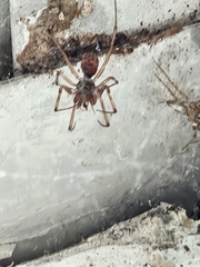 Parasteatoda
