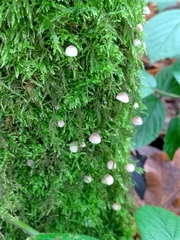 Coprinellus disseminatus
