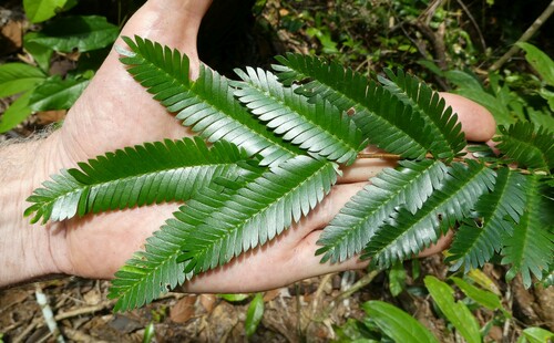 Aphanocalyx microphyllus compactus