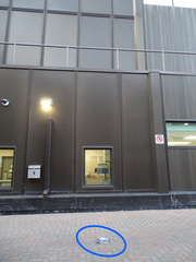 Columba livia domestica