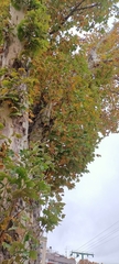 Platanus × hispanica