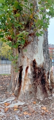 Platanus × hispanica