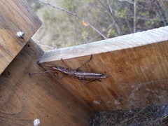 Anisomorpha buprestoides