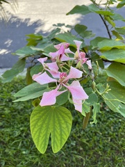 Bauhinia monandra