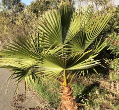 Washingtonia robusta