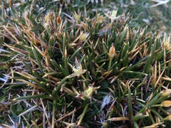 Oxychloe andina