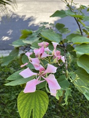 Bauhinia monandra