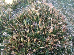 Oxychloe andina