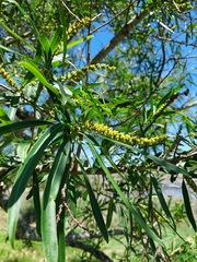 Sapium haematospermum