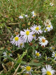 Symphyotrichum divaricatum