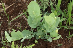 Basananthe sandersonii