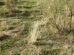 Stipa lagascae