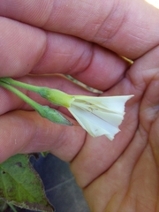 Convolvulus crenatifolius