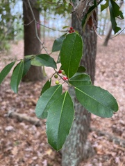 Ilex × attenuata