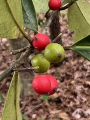 Ilex × attenuata