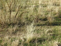 Stipa lagascae