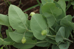 Basananthe sandersonii