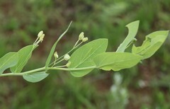 Basananthe sandersonii