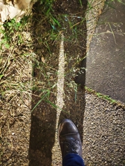 Eragrostis barrelieri