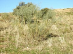 Stipa lagascae