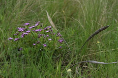 Raphionacme hirsuta