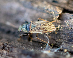 Pseudopachybrachius basalis