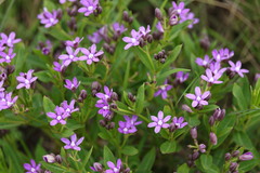 Raphionacme hirsuta