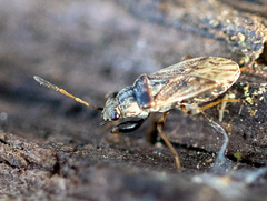 Pseudopachybrachius basalis
