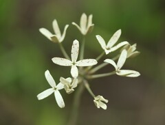 Kohautia amatymbica