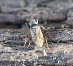 Pseudopachybrachius basalis