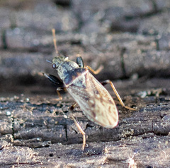 Pseudopachybrachius basalis