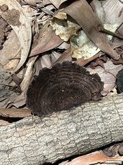 Hexagonia tenuis
