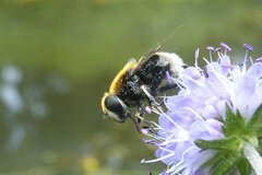 Eristalis intricaria