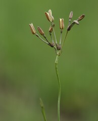 Kohautia amatymbica