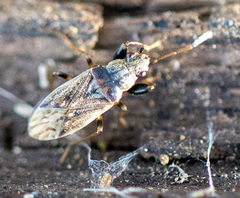 Pseudopachybrachius basalis