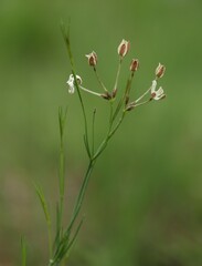 Kohautia amatymbica