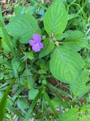 Impatiens sylvicola