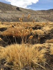 Deschampsia ovata