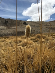 Deschampsia ovata